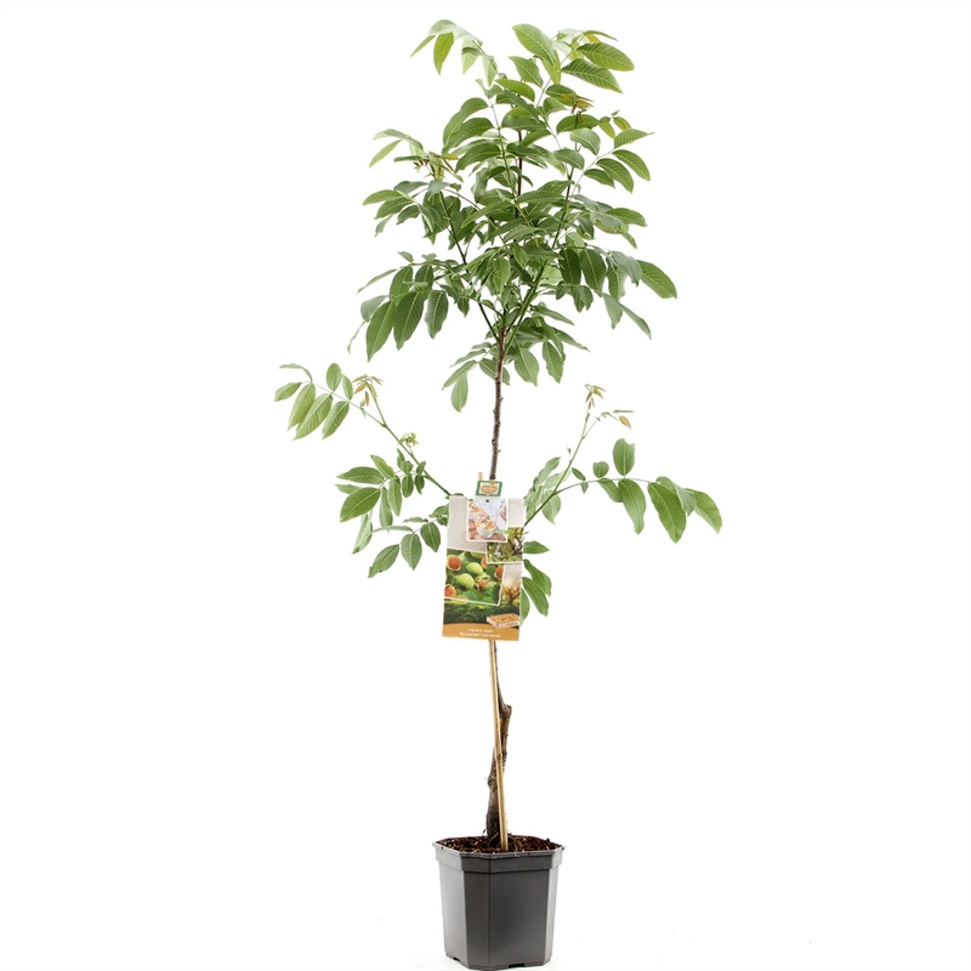 Juglans r. 'Buccaneer' - C7,5